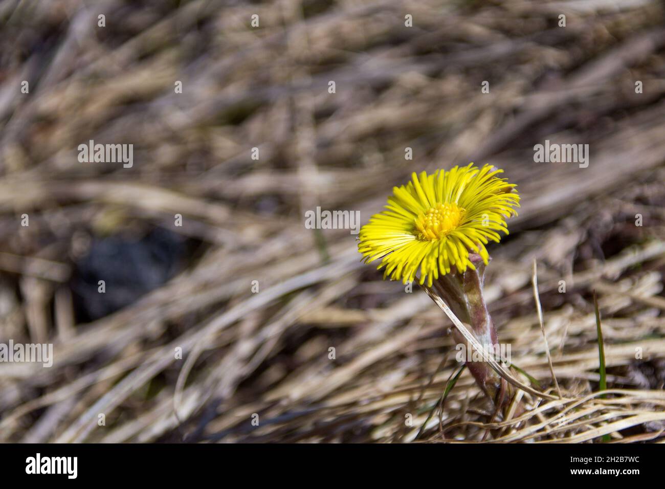 Die erste gelbe Blume Stockfoto