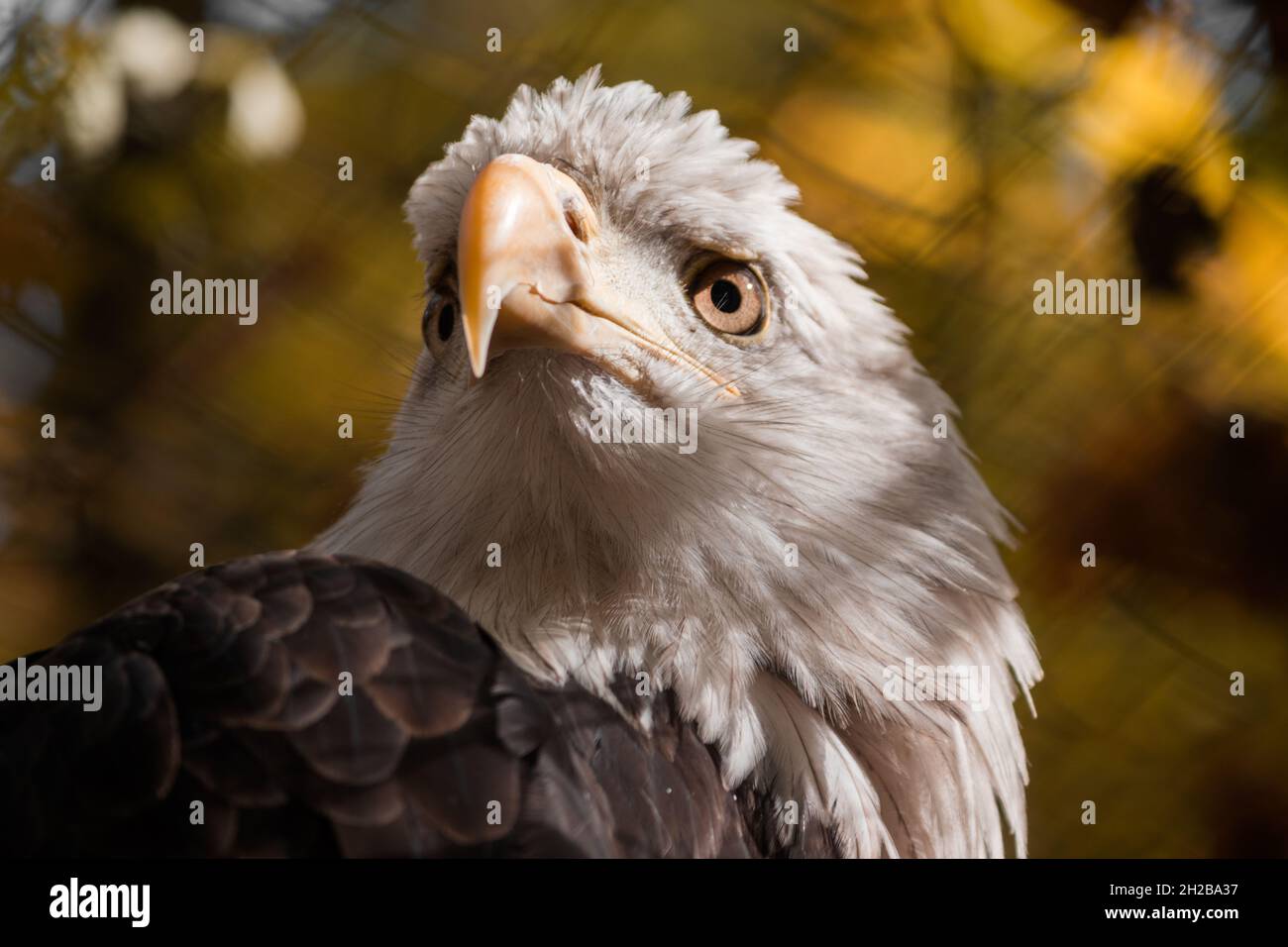 Nahaufnahme des Adlers Kopf schaut nach oben. Stockfoto