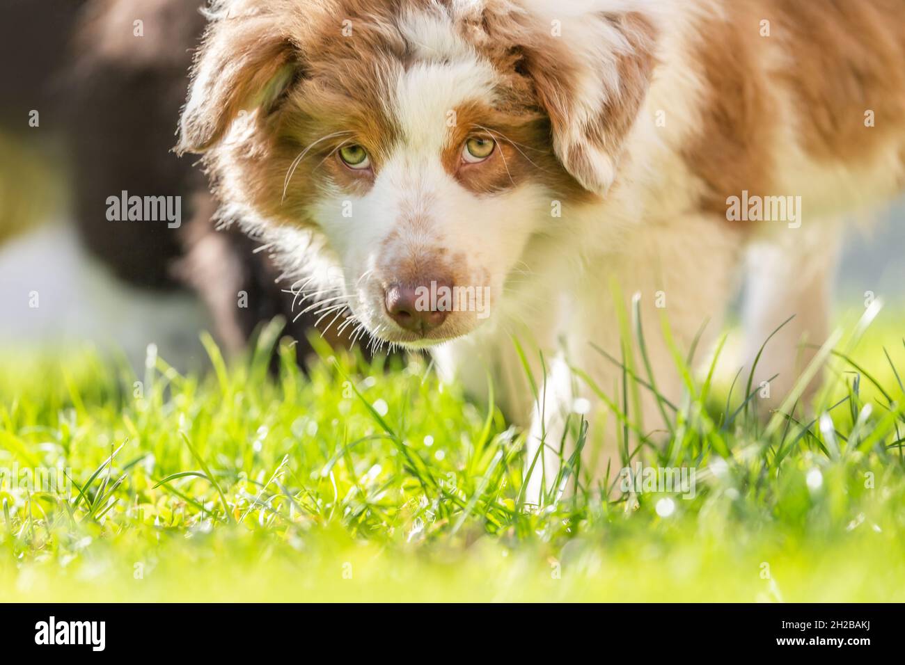 Porträt eines niedlichen kleinen australischen Schäferhundes in einem Garten im Freien Stockfoto