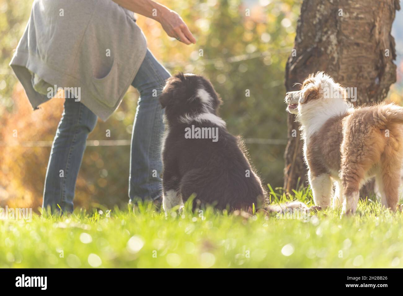 Eine Hundeführerin gibt liebevoll erste Lektionen im Gehorsam gegenüber niedlichen australischen Schäferhunden Stockfoto