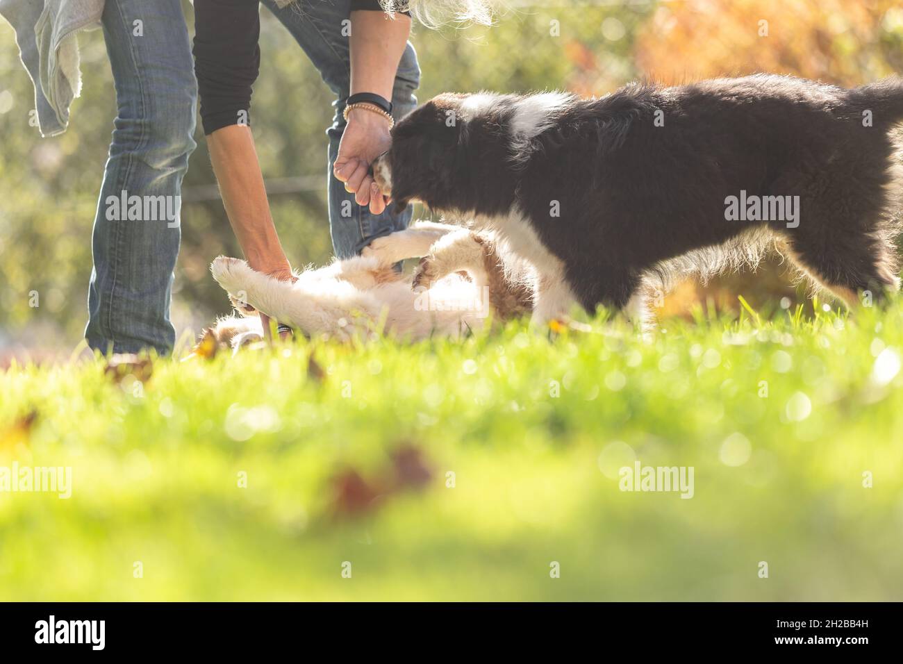 Eine Hundeführerin gibt liebevoll erste Lektionen im Gehorsam gegenüber niedlichen australischen Schäferhunden Stockfoto