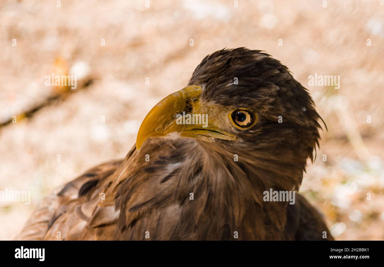 Der Steinadler schaut im Profil nach oben. Adlerkopf. Stockfoto