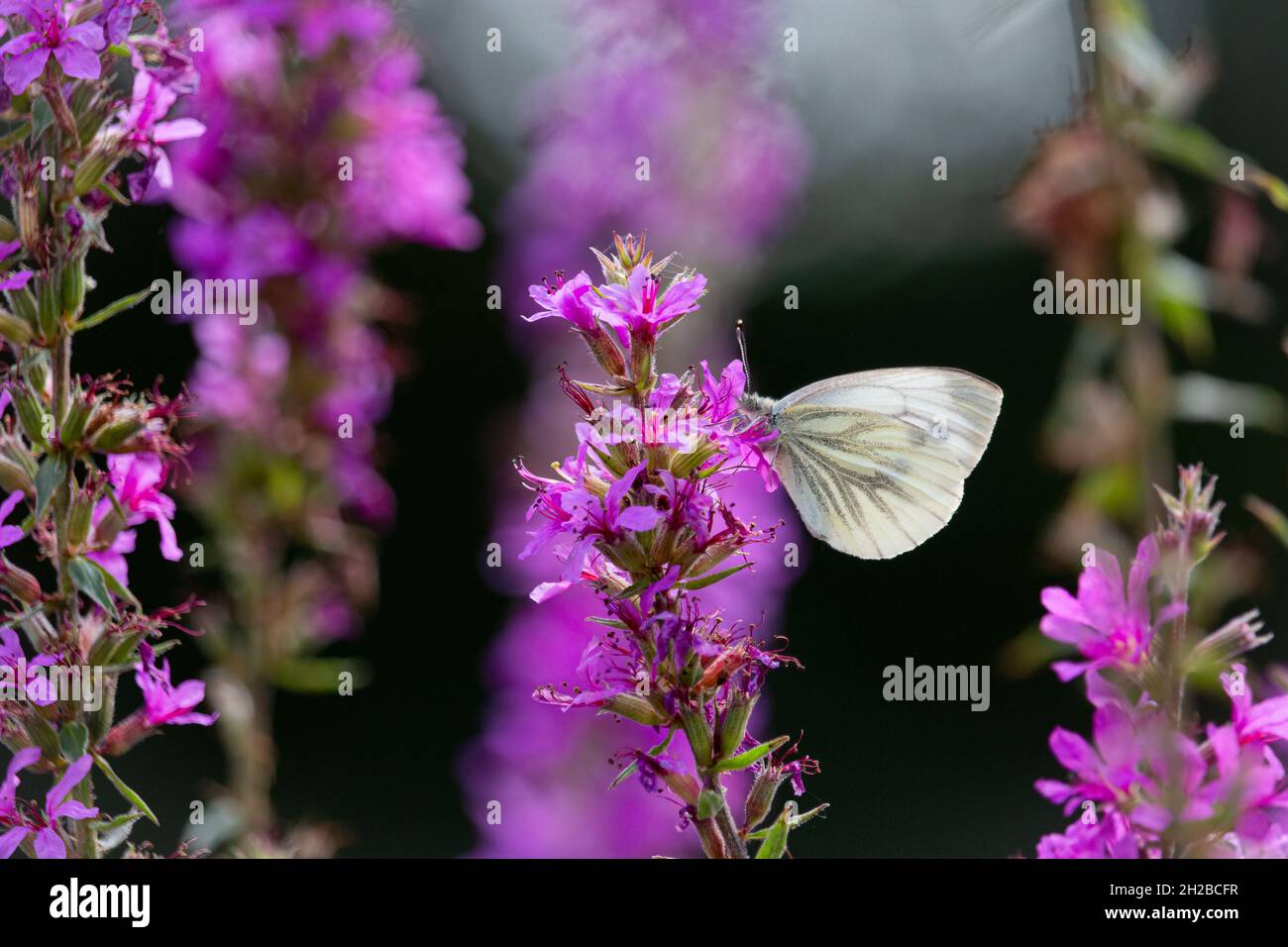 Der kohlweiße Schmetterling auf schönen violetten und rosa Blüten, um Nektar zu sammeln. Provinz Gelderland. Niederlande Stockfoto