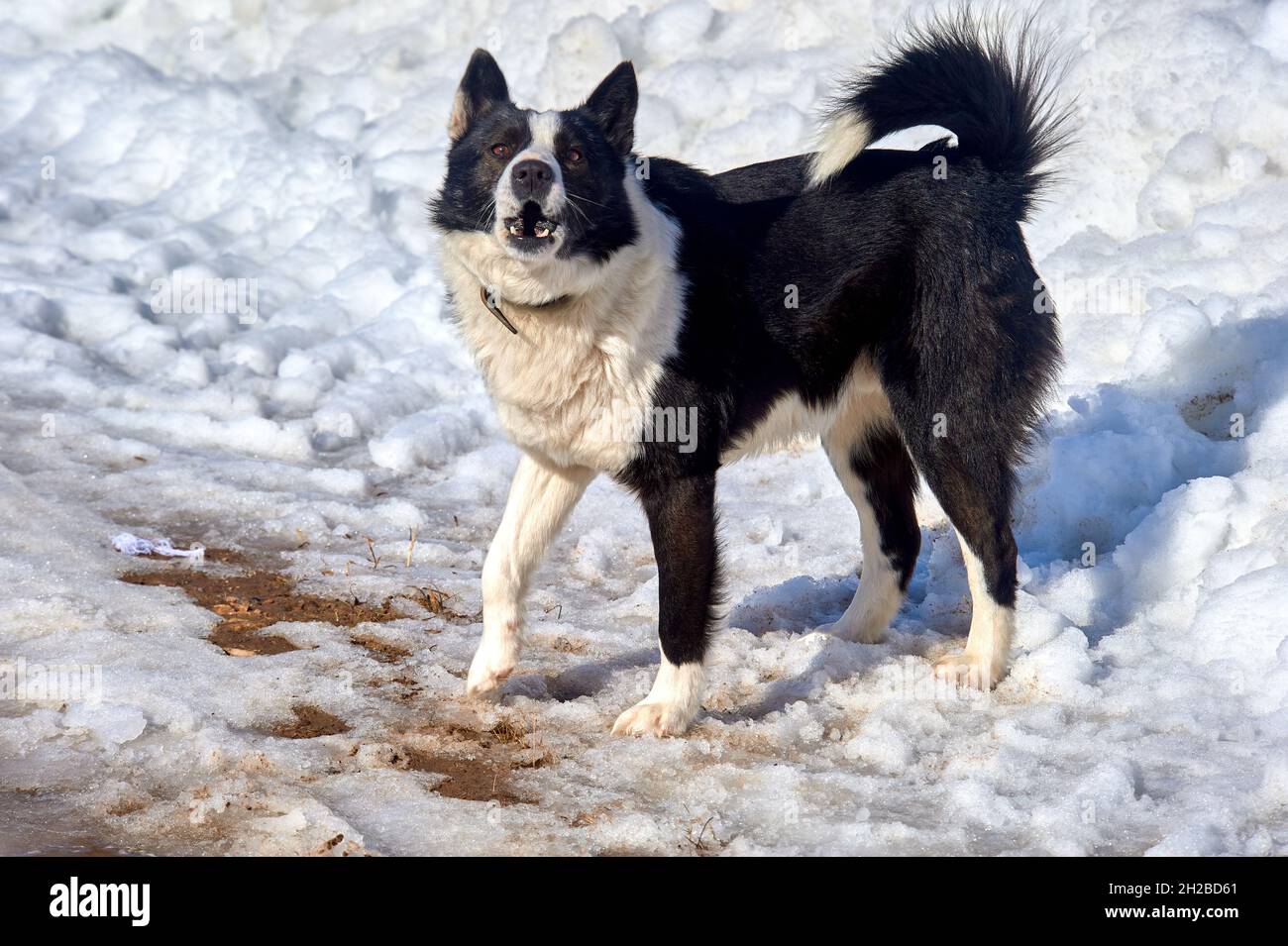 Der Hund steht an einem frostigen Tag auf einer verschneiten Straße und schaut auf die Kamera und bellt Stockfoto