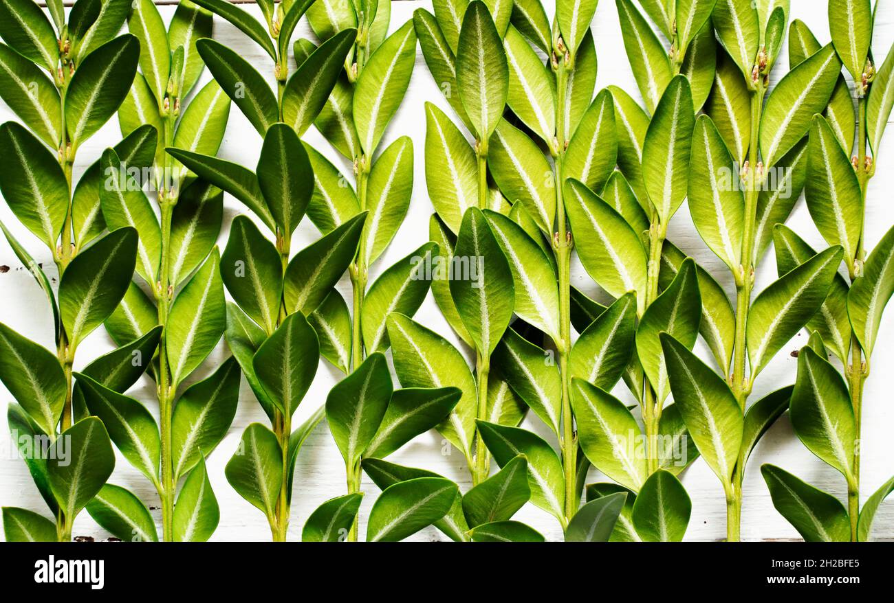 Kreative Rahmen Bordkarte mit Haufen Grün Boxwood Zweige auf weißem Holz rustikalen Hintergrund. Platz für Text kopieren. Natur, Vintage, Retro-Konzept Stockfoto