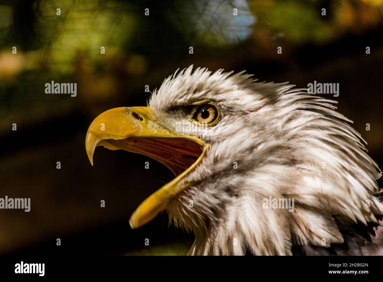 Schreiender Adler mit offenem Mund in Nahaufnahme. Stockfoto