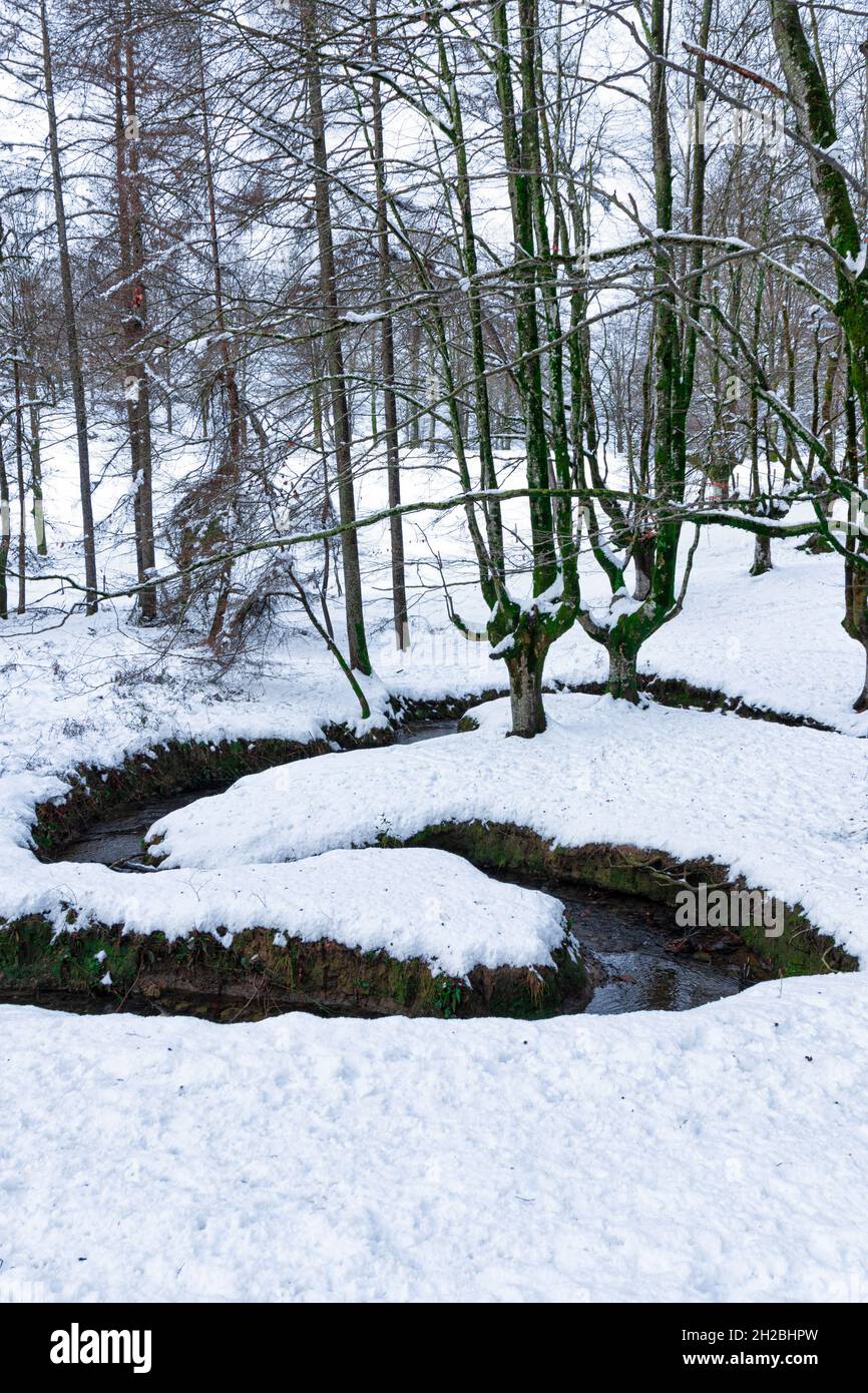 Otzarreta Buchenwald im verschneiten baskenland an einem Wintertag Stockfoto
