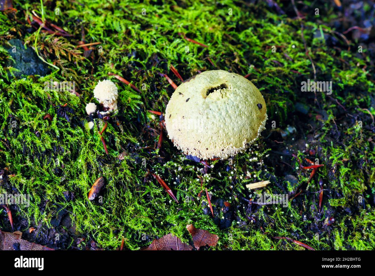 Pilze wachsen unter am Baum auf einem Waldboden, Hamstrely Forest, County Durham, England, Großbritannien. Stockfoto