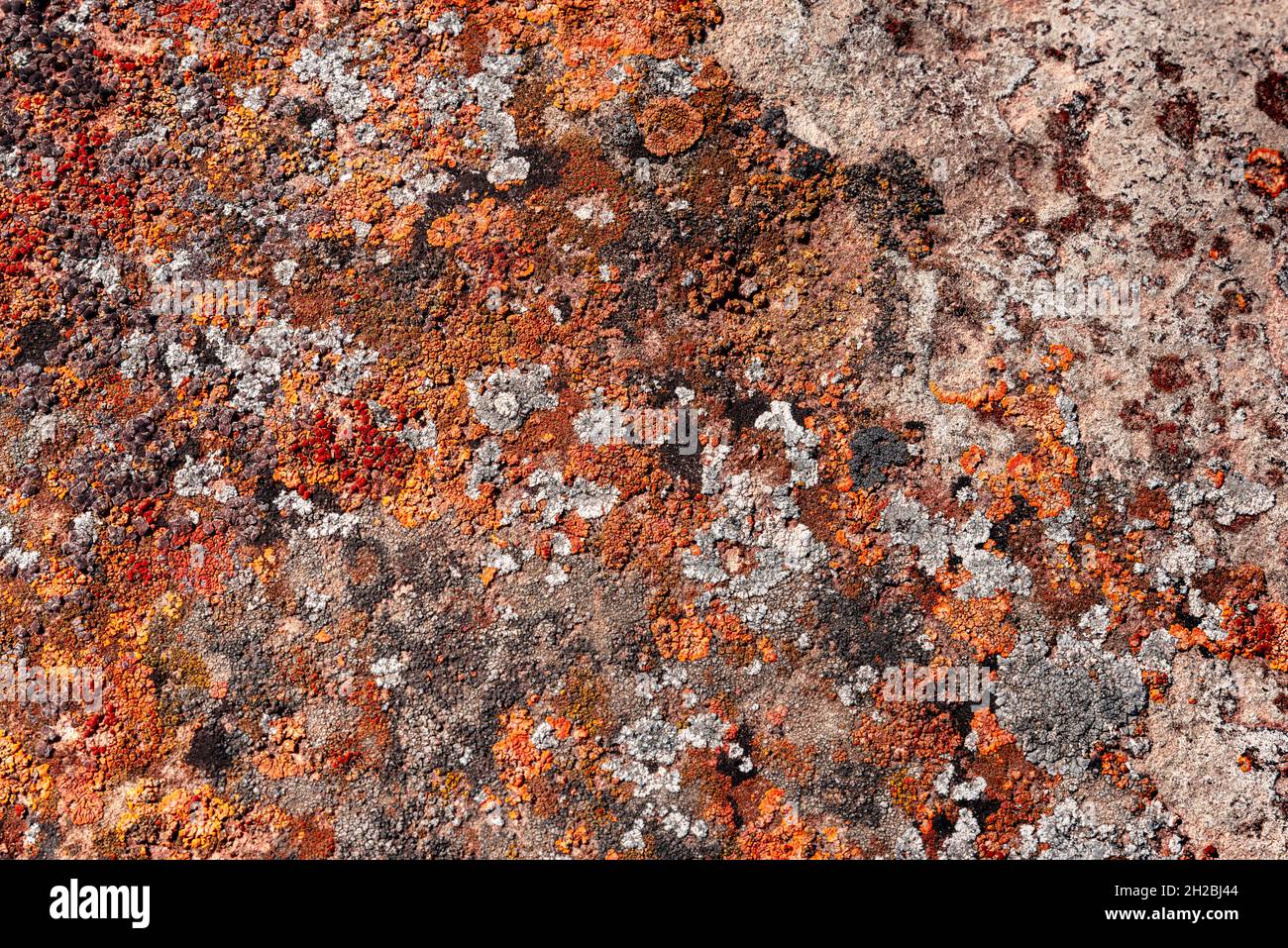 Nahaufnahme eines Steines, der mit bunten Moosen und Flechten bedeckt ist - für Texturen und Hintergründe Stockfoto