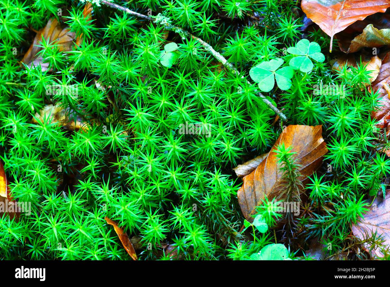 Gewöhnliches Haarmoos, das im Herbst auf einem Waldboden wächst. Hamsterly Forest, County Durham, England, Großbritannien. Stockfoto