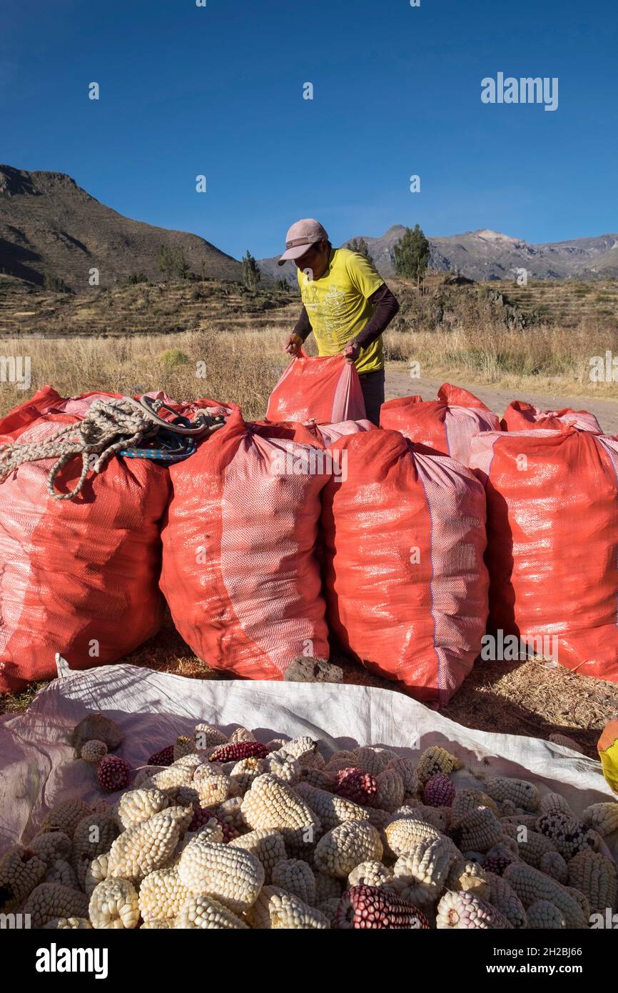 Peru, Coporaque, Landwirt, der auf den Feldern arbeitet Stockfoto