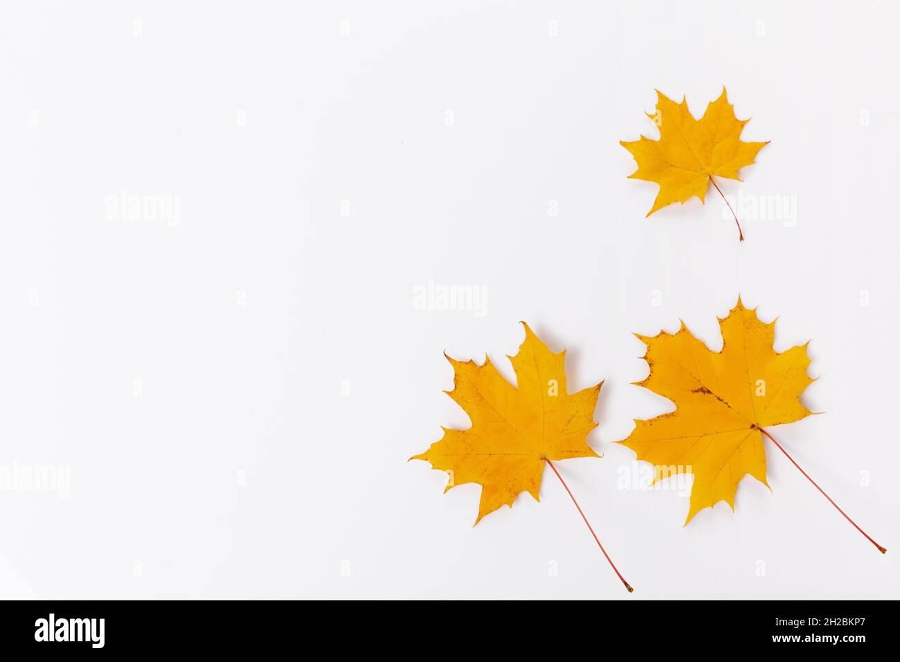 Herbstkomposition. Rahmen aus goldenen Herbst-Ahornblättern. Flach liegend Stockfoto