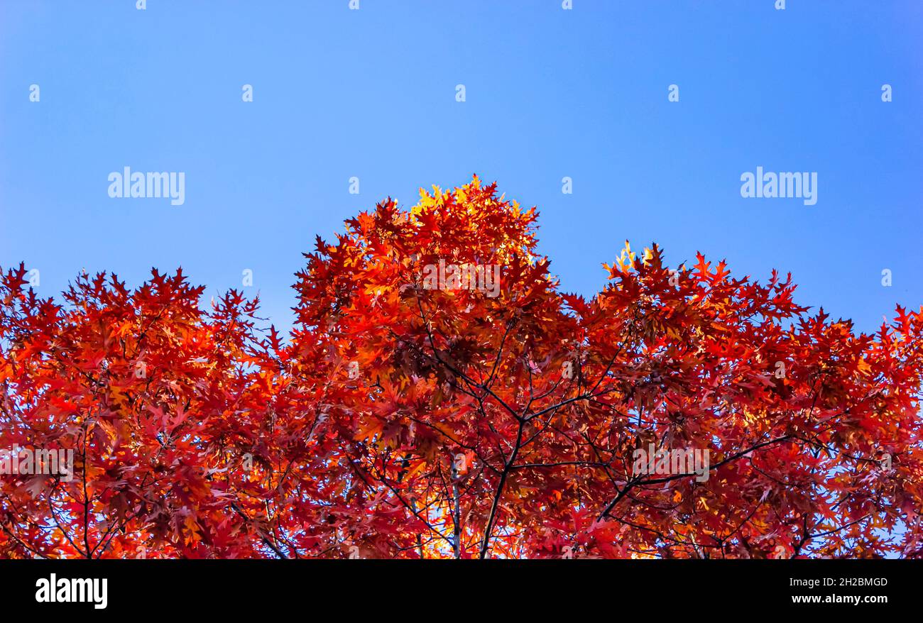 Leuchtend rotes Herbstlaub aus Ahornzweigen am sonnenblumenblauen Himmel Stockfoto