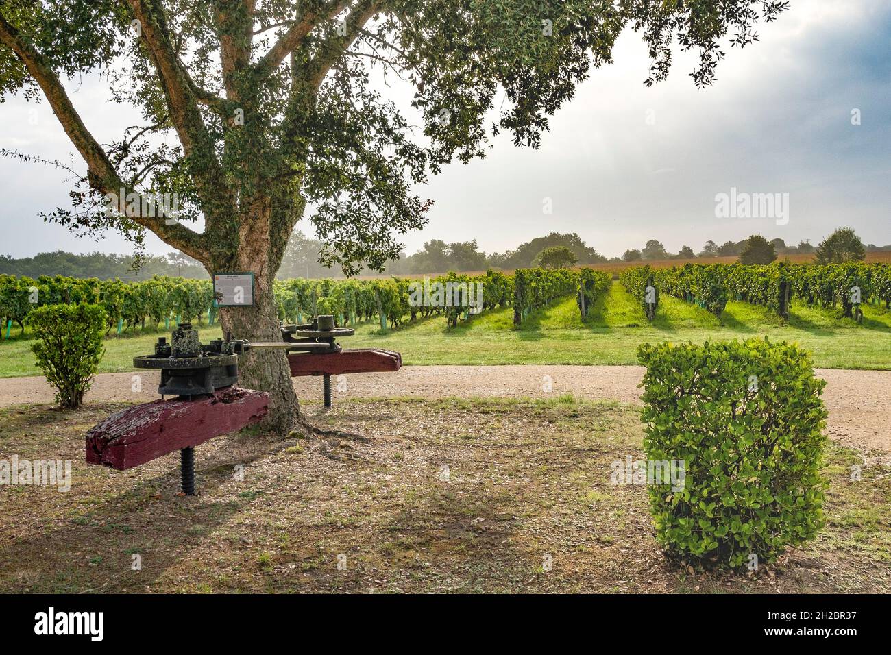 Die Weinberge von Château Garreau im Bas-Armagnac, Frankreich Stockfoto