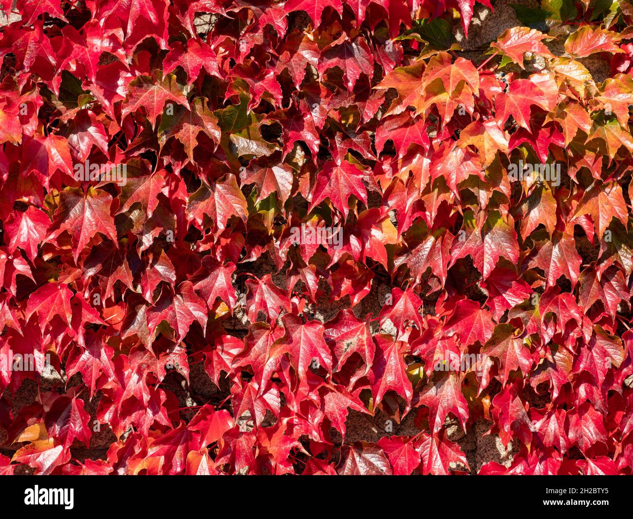 Red Fire Ahornstruktur Hintergrund Stockfoto