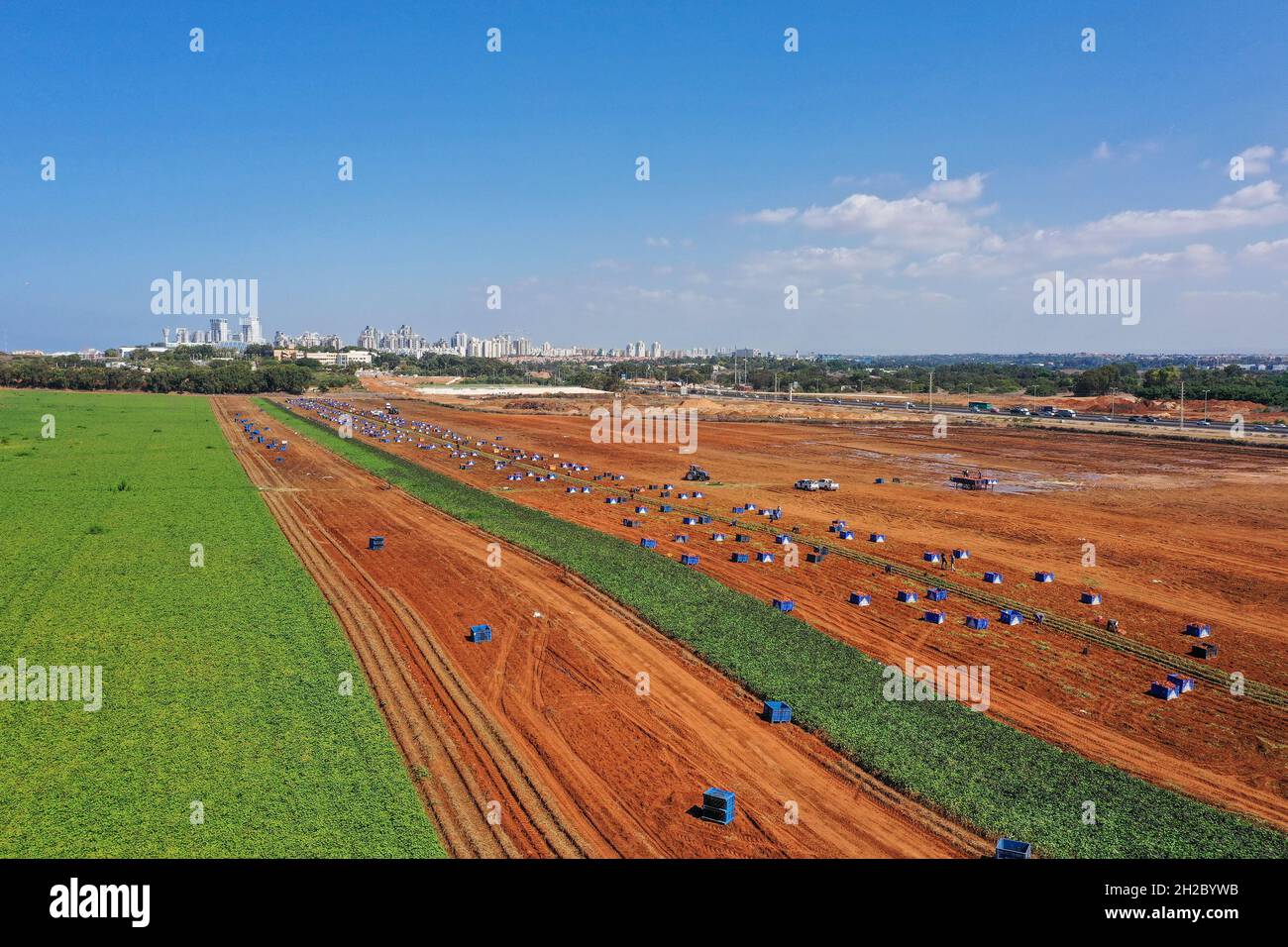 Die Palette der frisch gegrabenen Süßkartoffeln auf dem Feld. Stockfoto