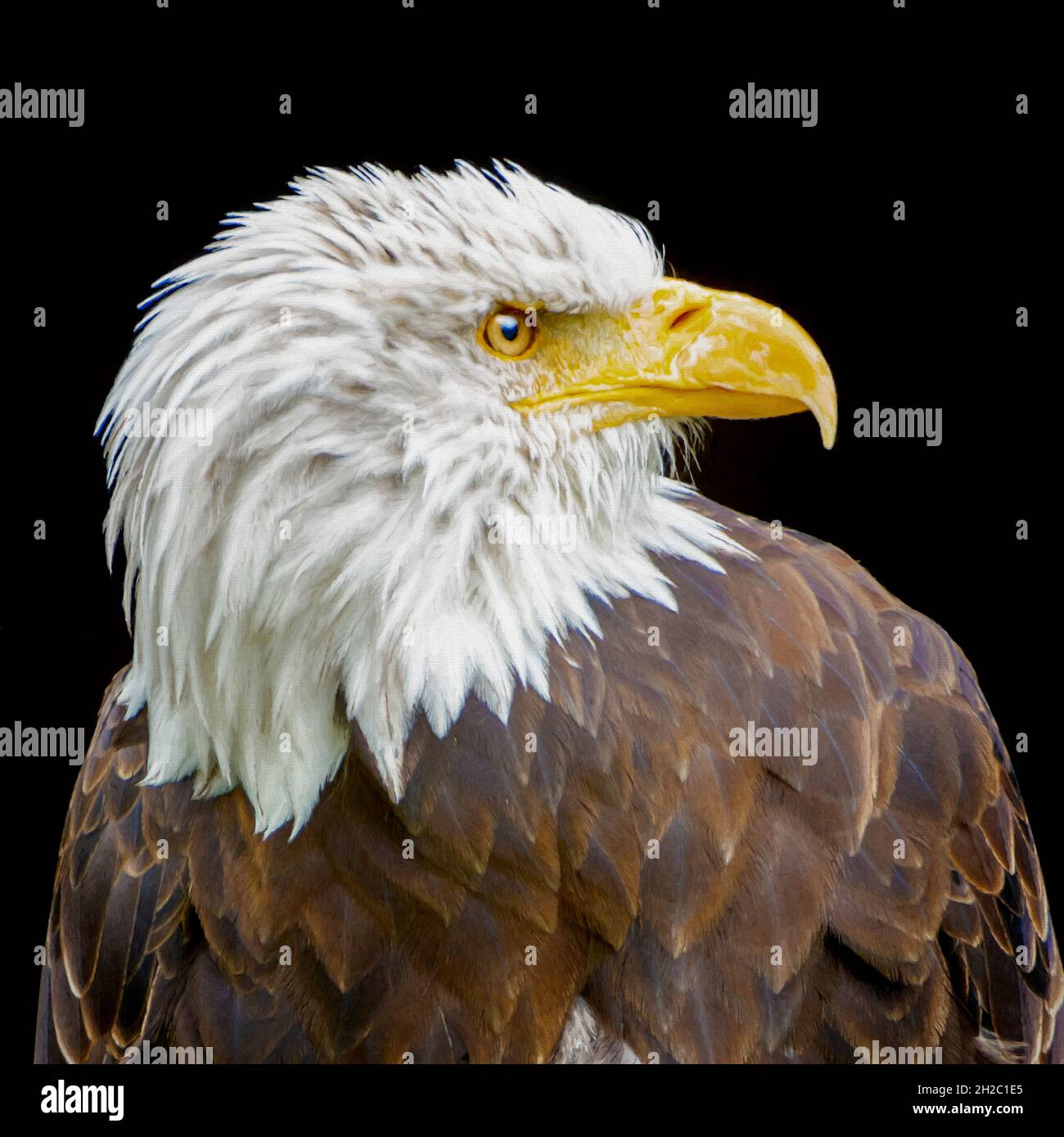 Weißkopfseeadler Portrait - Digitale Malerei Stockfoto