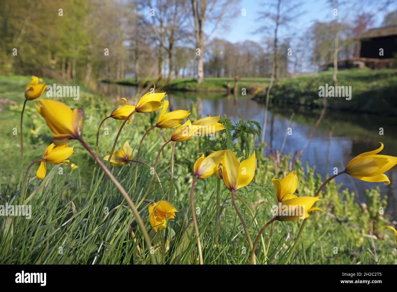 Wilde Tulpe (Tulipa sylvestris), blühende Gruppe, Niederlande, Frisia, Jelsum, Dekemastate Stockfoto