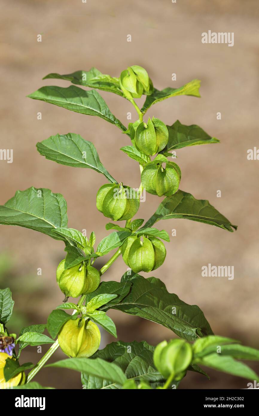 Shoo-fly plant, Apple-of-peru (Nicandra physialodes), fruiting, Netherlands, Gelderland Stockfoto