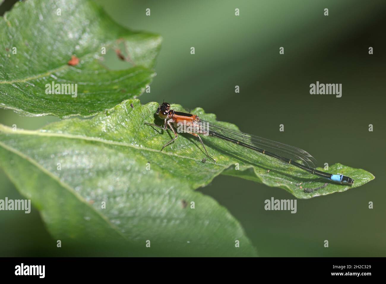 Gemeine ischnura, Blauschwanzdamselfly (Ischnura elegans), Weibchen von f. rufescens sitzt auf einem Erlenblatt, Niederlande, Frisia, De Deelen Stockfoto