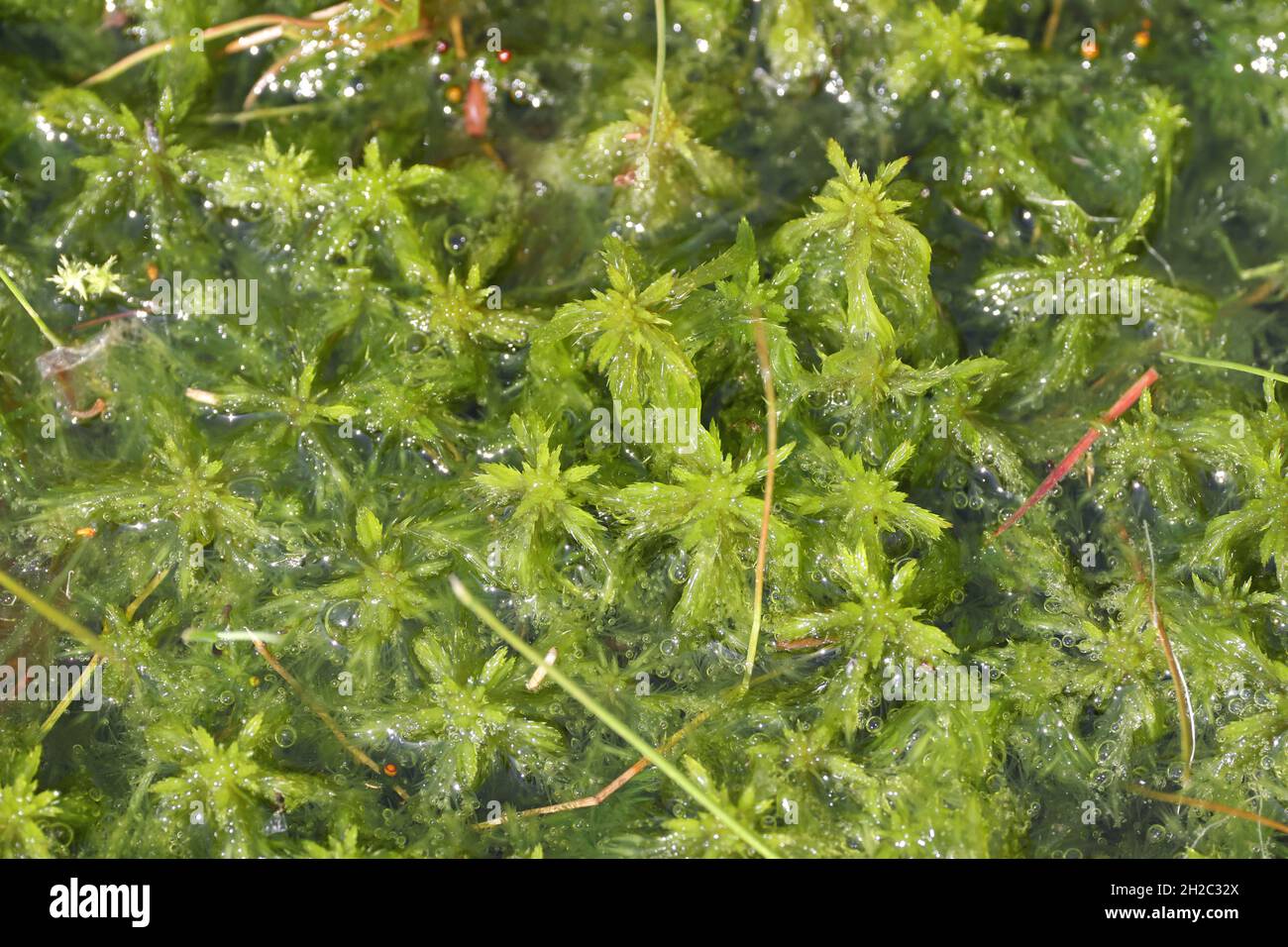 Sphagnum Moos (Sphagnum spec.), Existenz in Moorgewässern, Niederlande, Friesland, Oldeberkoop Stockfoto