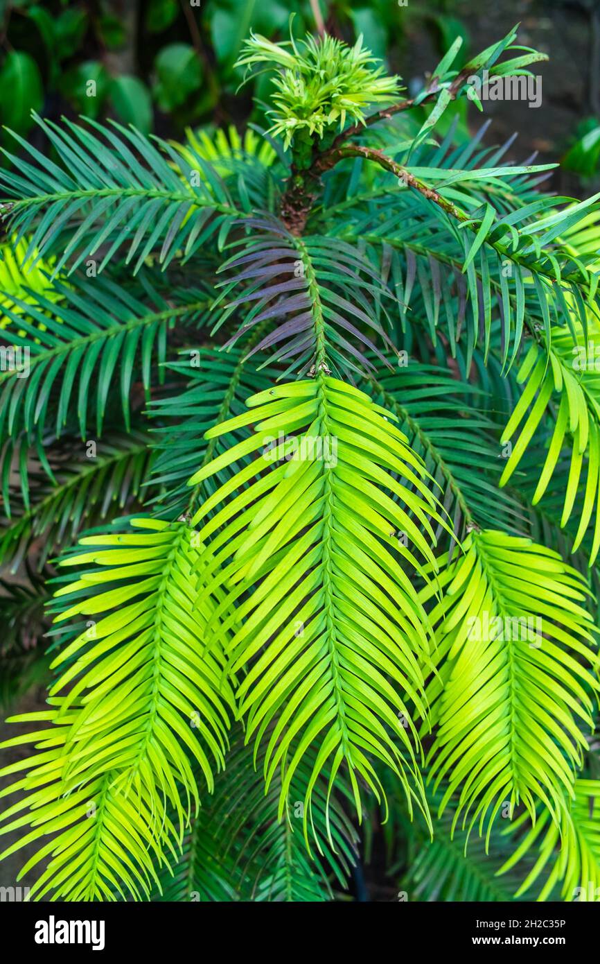 Wollemi Pine (Wollemia nobilis), junge Wollemia, Schießereien, Australien Stockfoto