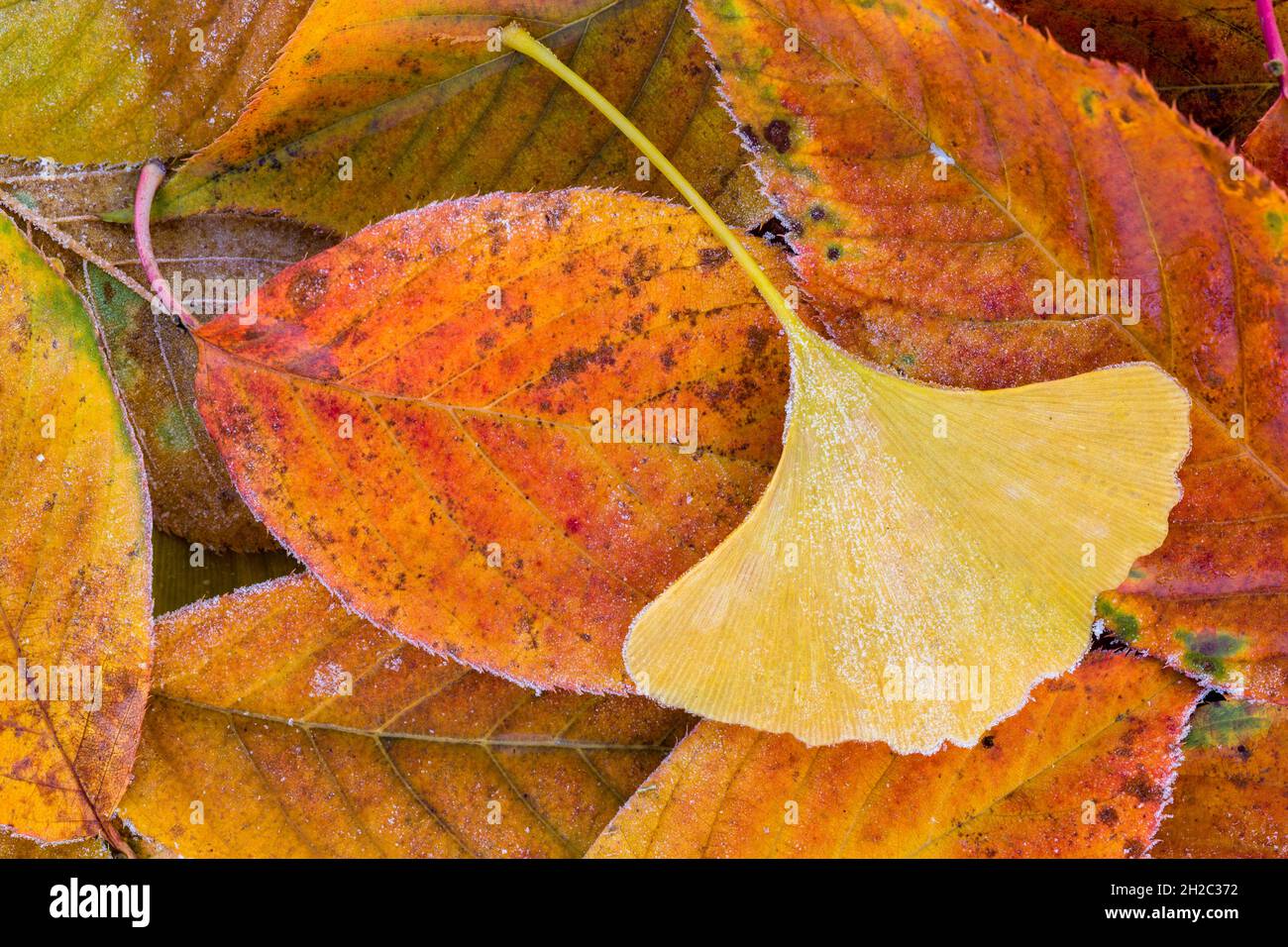Maidenhairbaum, Ginkgo-Baum, Gingko-Baum, Ginko-Baum (Ginkgo biloba), gefallener Ginkgo-Baum auf anderen Herbstblättern, Deutschland, Baden-Württemberg Stockfoto