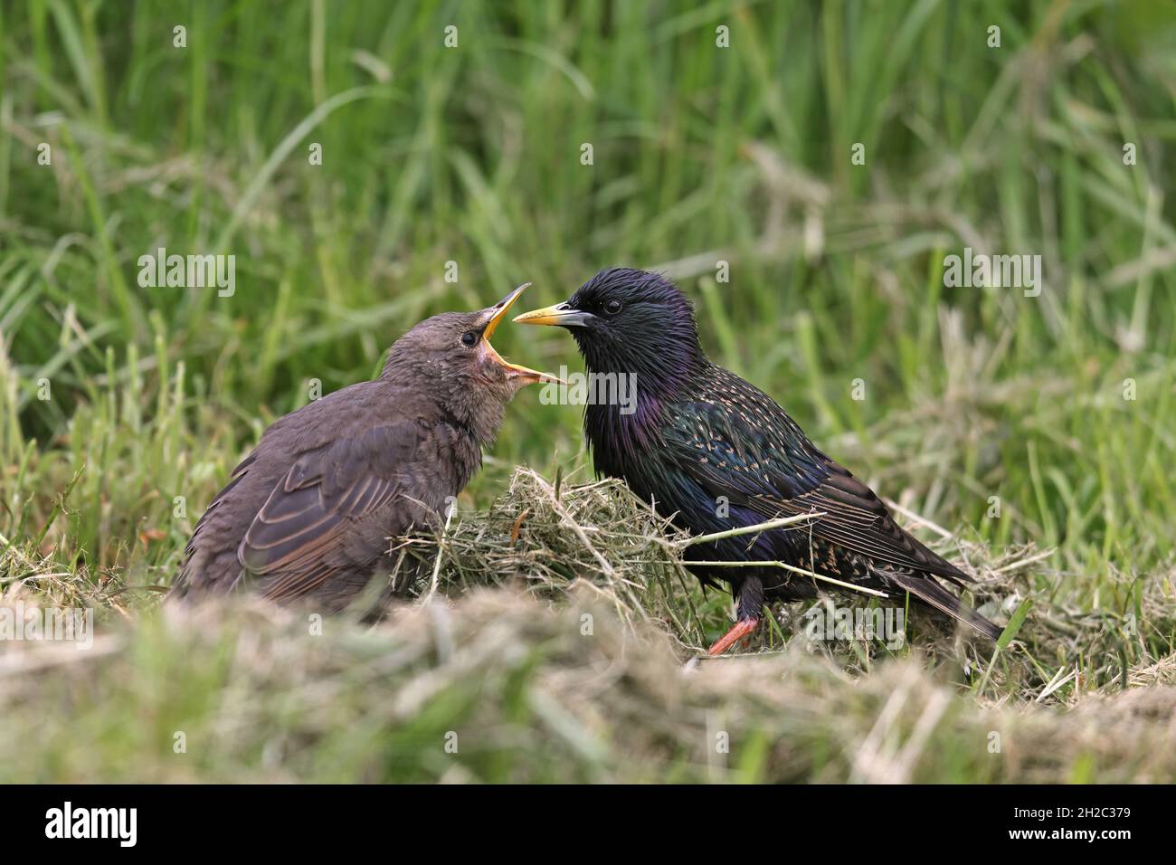 Gewöhnlicher Star (Sturnus vulgaris), ausgewachsene Vogelfütterung flüggerter junger Vogel auf Gras, Niederlande, Frisia, Makkum Stockfoto