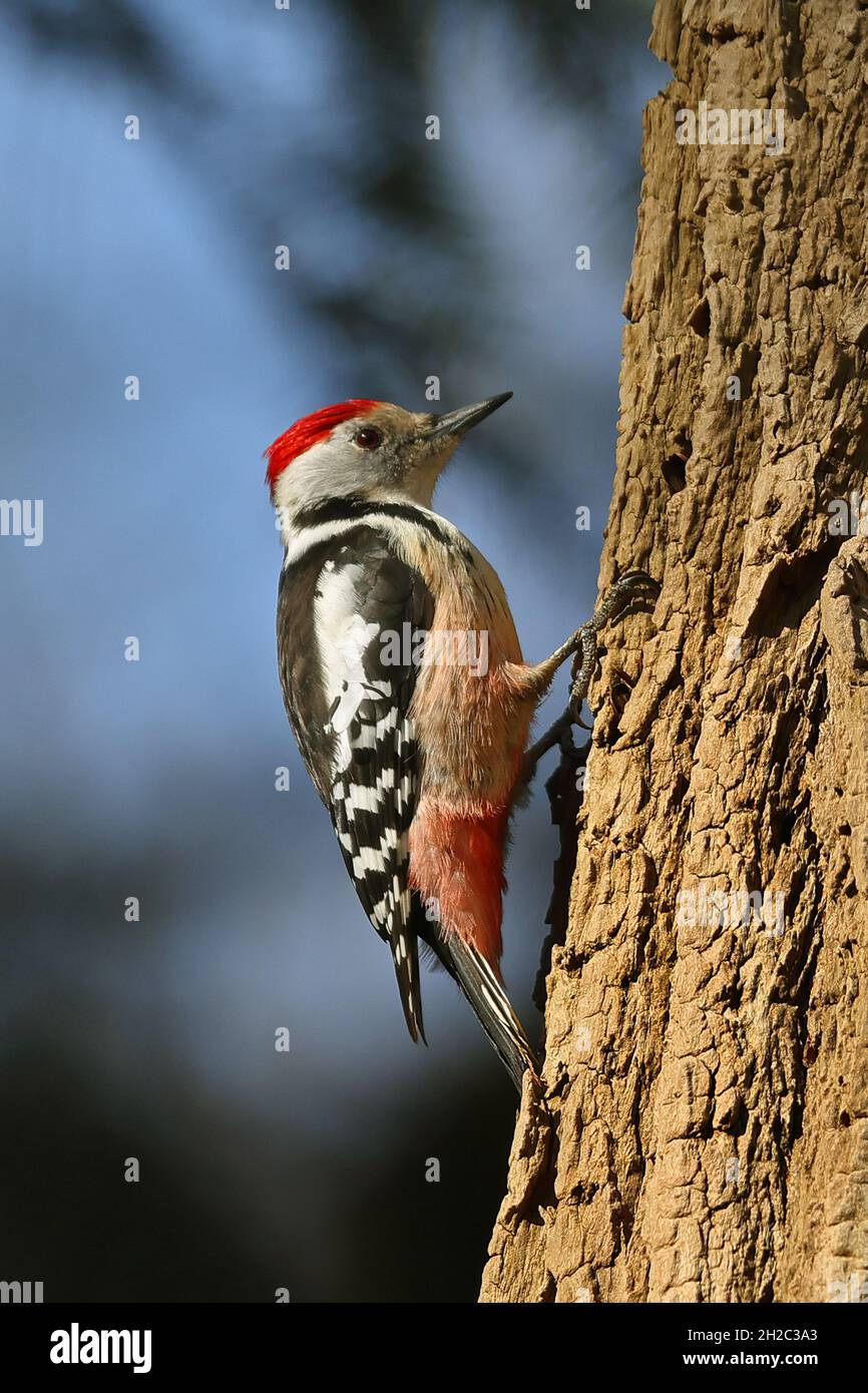 Mittelfleckspecht (Picoides medius, Dendrocopos medius, Leiopicus medius, Dendrocoptes medius), sitzend an einem Eichenstamm, Niederlande, Frisia Stockfoto