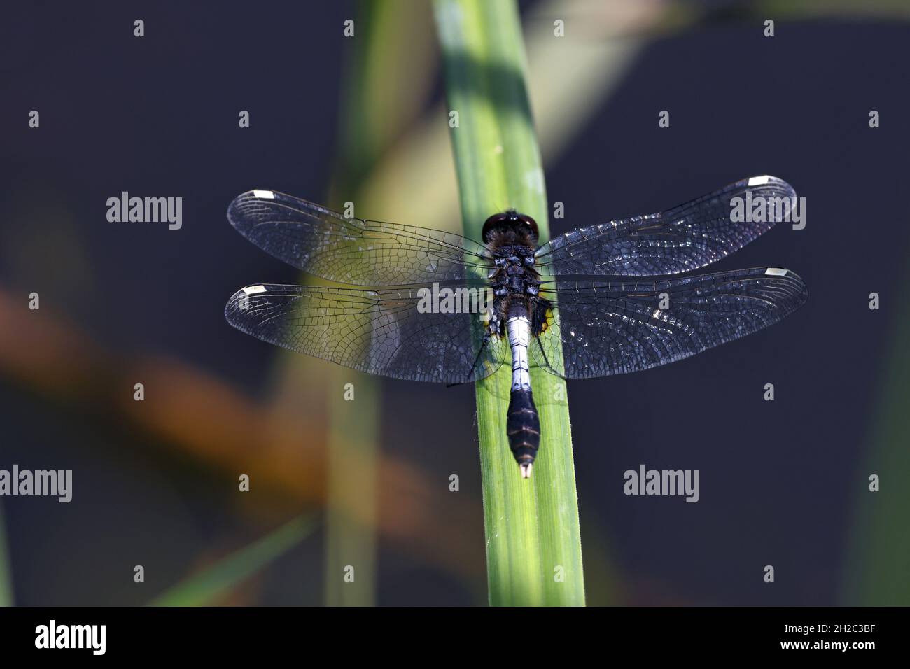 Knollenblütler (Leucorrhinia caudalis), Männchen sitzt auf einem Sedge-Blatt, Niederlande, Overijssel, Weerribben-Wieden National Park Stockfoto