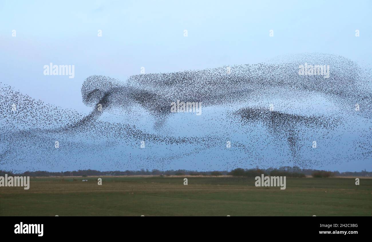 Gewöhnlicher Stare (Sturnus vulgaris), eine riesige Gruppe von Staren auf dem Flug zum Roosing Place, Niederlande, Frisia, Leeuwarden Stockfoto