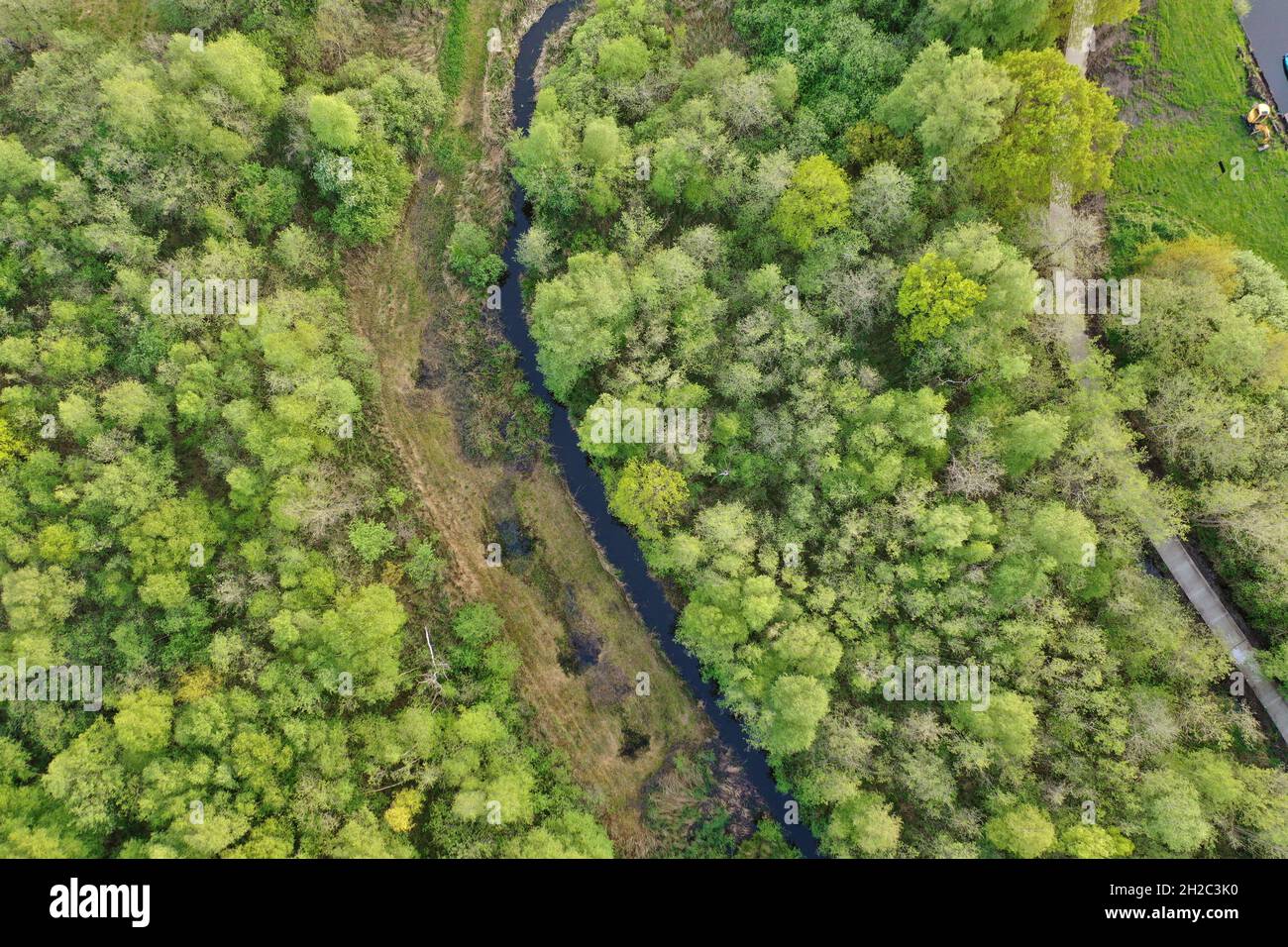 Auenwald, Luftaufnahme, Niederlande, Overijssel, Nationalpark Weerribben-Wieden Stockfoto