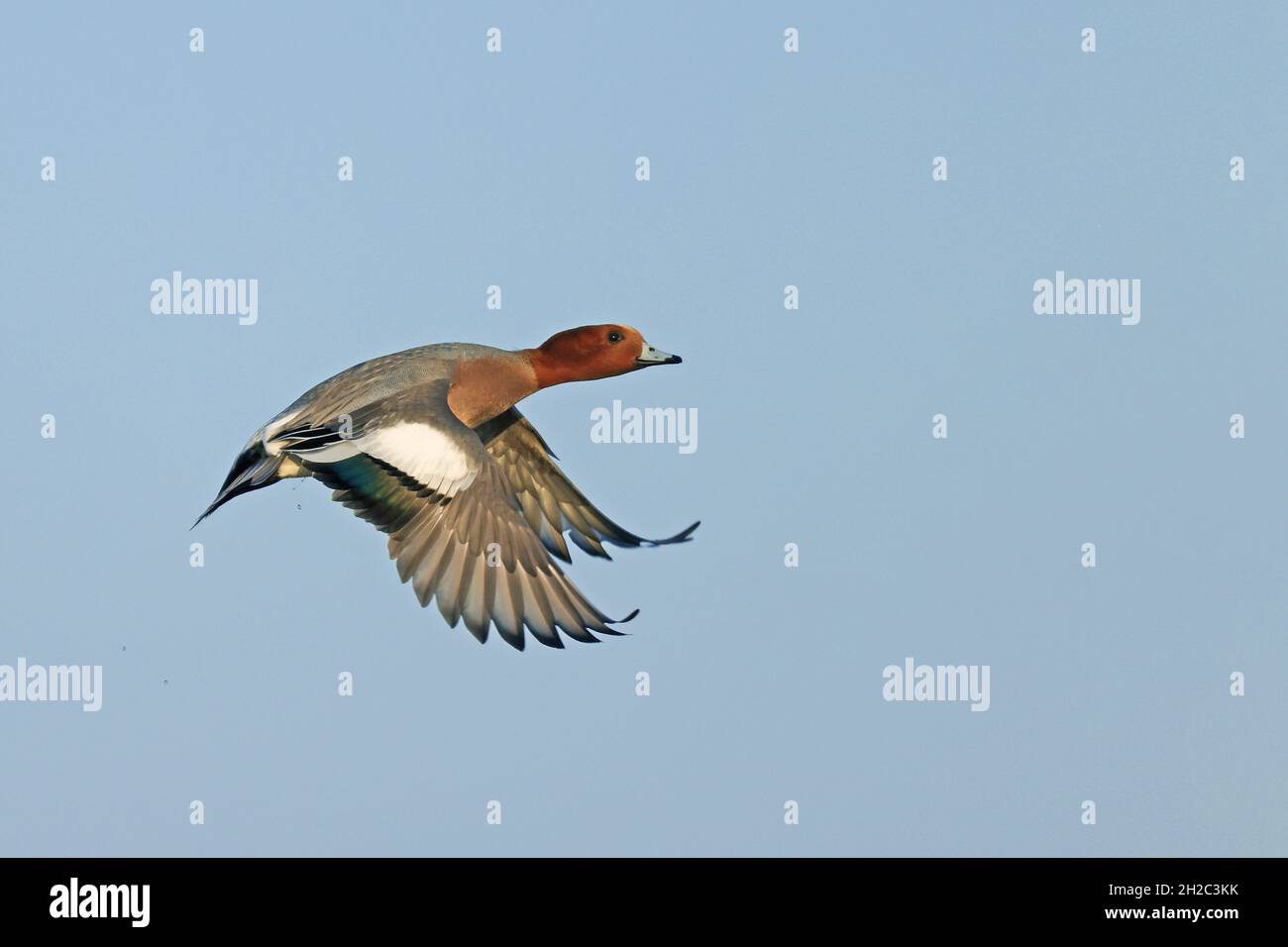Europäischer Kerker (Anas penelope, Mareca penelope), männlich im Flug, Niederlande, Gelderland Stockfoto
