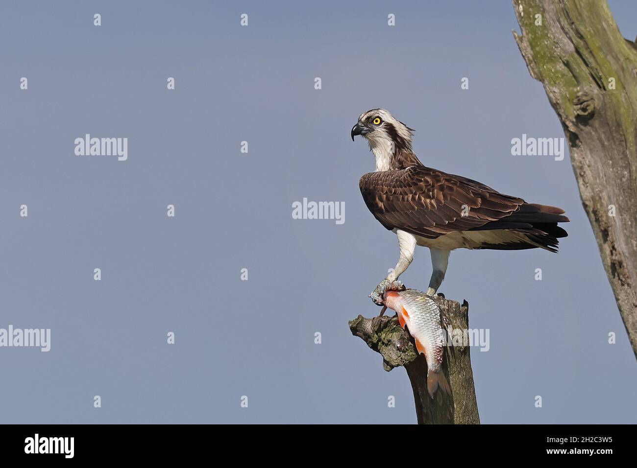 fischadler, Fischadler (Pandion haliaetus), auf einem toten Baum mit gefangenem Rudel, Niederlande, Frisia, Ijsselmeer Stockfoto