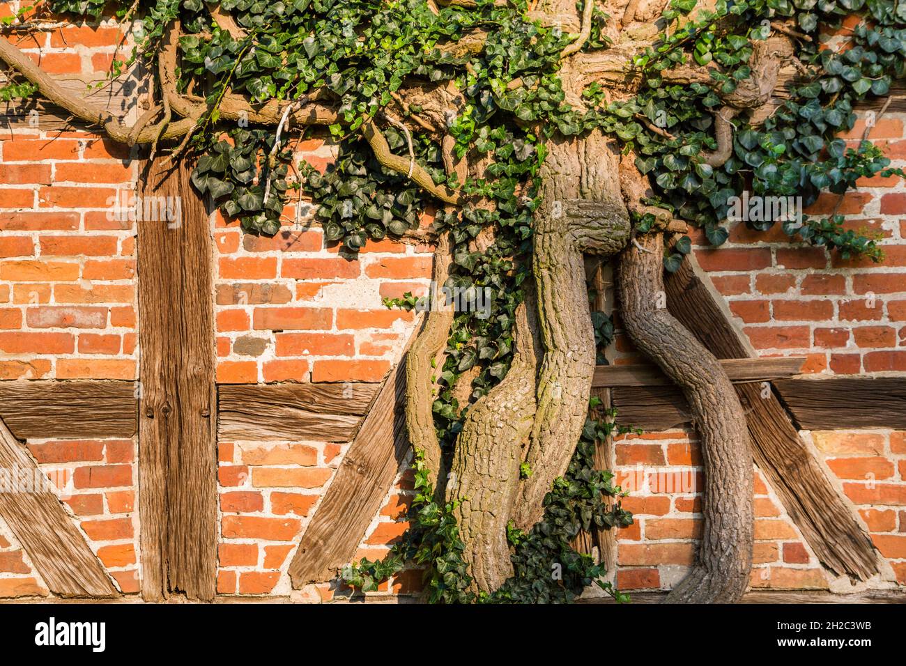 Englischer Efeu, gemeiner Efeu (Hedera Helix), alter Efeu an der  Verkleidung eines Fachwerkhauses mit klinkenden Rahmen, Deutschland,  Mecklenburg-Vorpommern Stockfotografie - Alamy