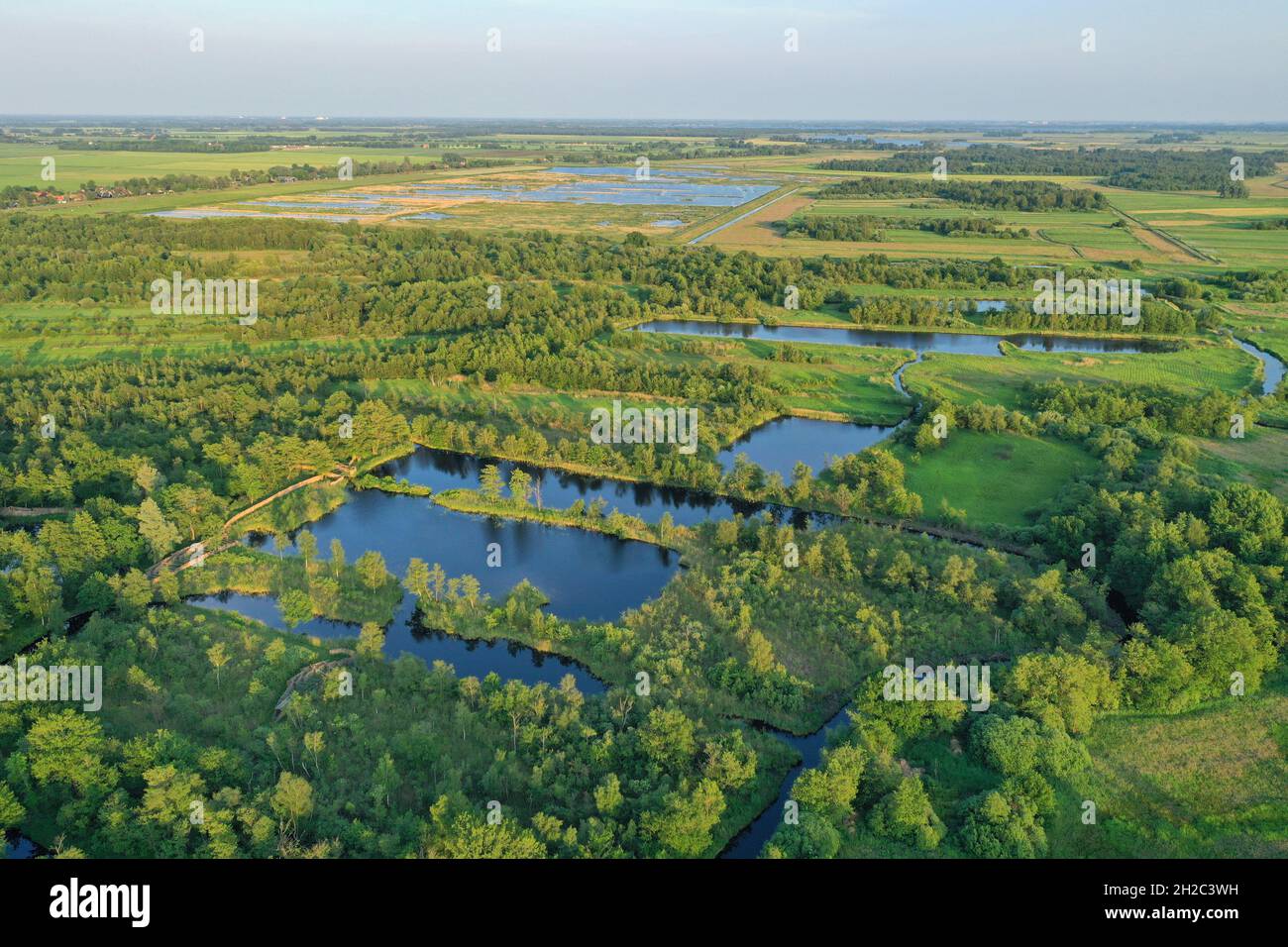 Feuchter Wald und Feuchtgebiete, Niederlande, Overijssel, Nationalpark Weerribben-Wieden Stockfoto