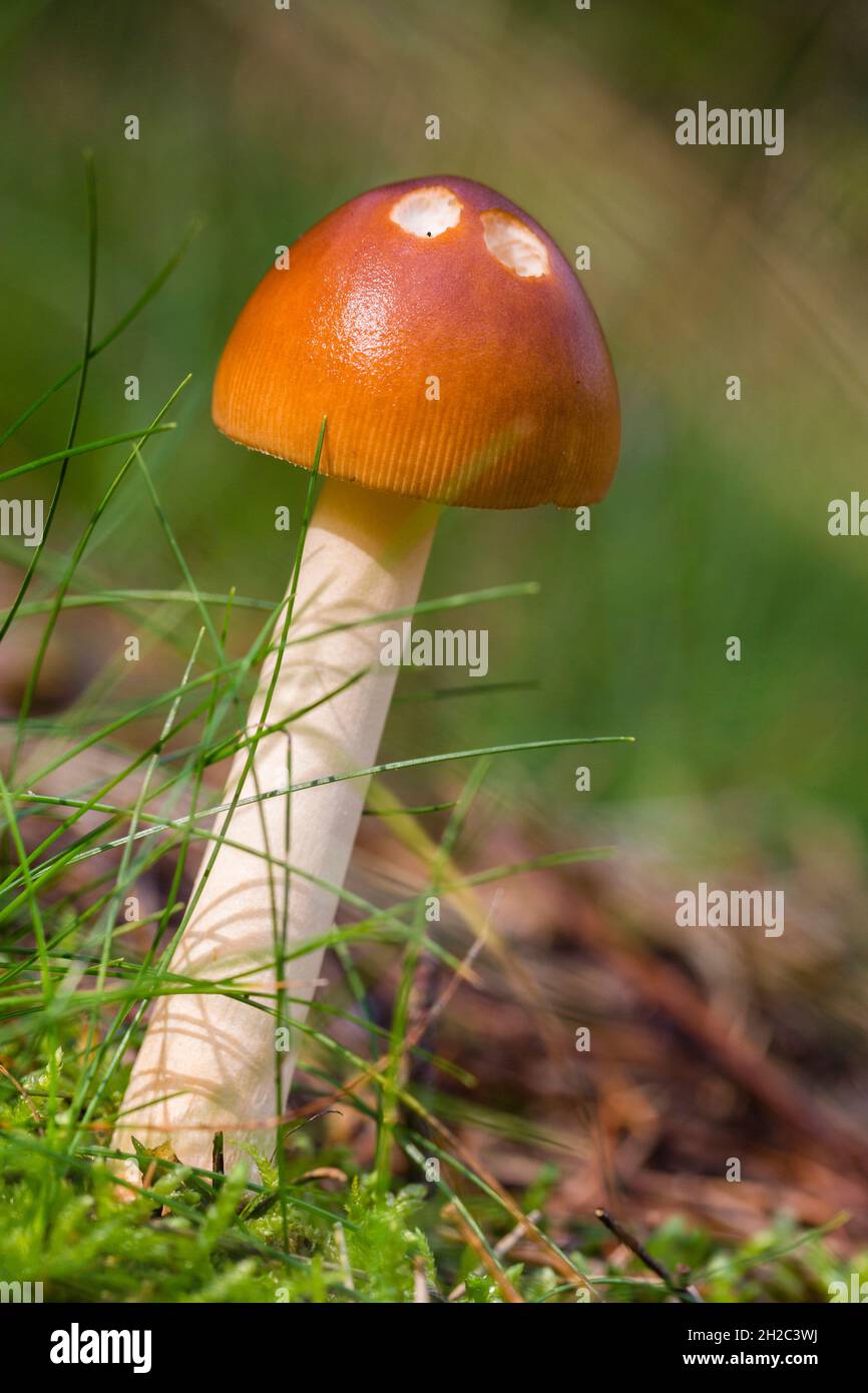 Safran-ringlose Amanita (Amanita crocea), erodierter Fruchtkörper, Deutschland, Mecklenburg-Vorpommern Stockfoto