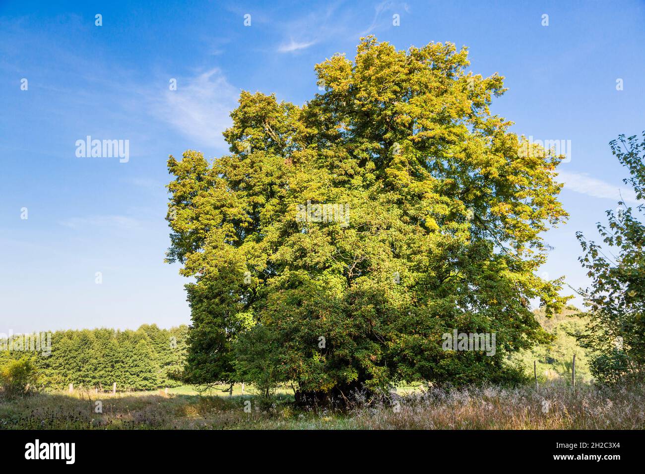 Großblättrige Linde, Lindenbaum (Tilia platyphyllos), abaout 800-jährige Linde, Naturdenkmal, Dorflinde von Speck, Deutschland, Stockfoto