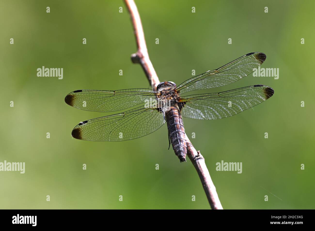 Seltene Verfolgerdragonfly, seltene Libellula (Libellula fulva), alte Hündin am Zweig sitzend, Rückansicht, Niederlande, Overijssel, Weerribben-Wieden Stockfoto