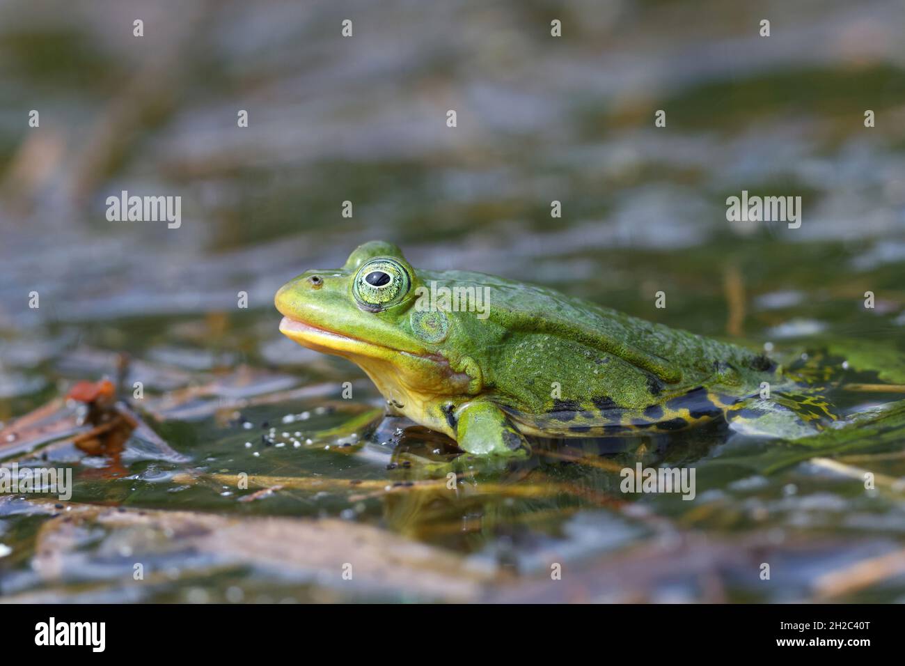 Poolfrosch, kleiner Wasserfrosch (Rana lessonae, Pelophylax lessonae), sitzt in einem Teich, Niederlande, Friesland Stockfoto