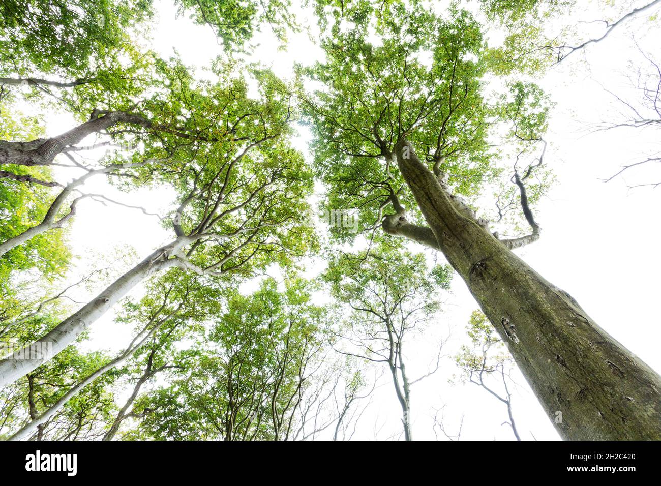 Buche (Fagus sylvatica), Blick in die Baumkronen eines Buchenwaldes, Deutschland, Mecklenburg-Vorpommern, NSG Gespensterwald Nienhagen Stockfoto