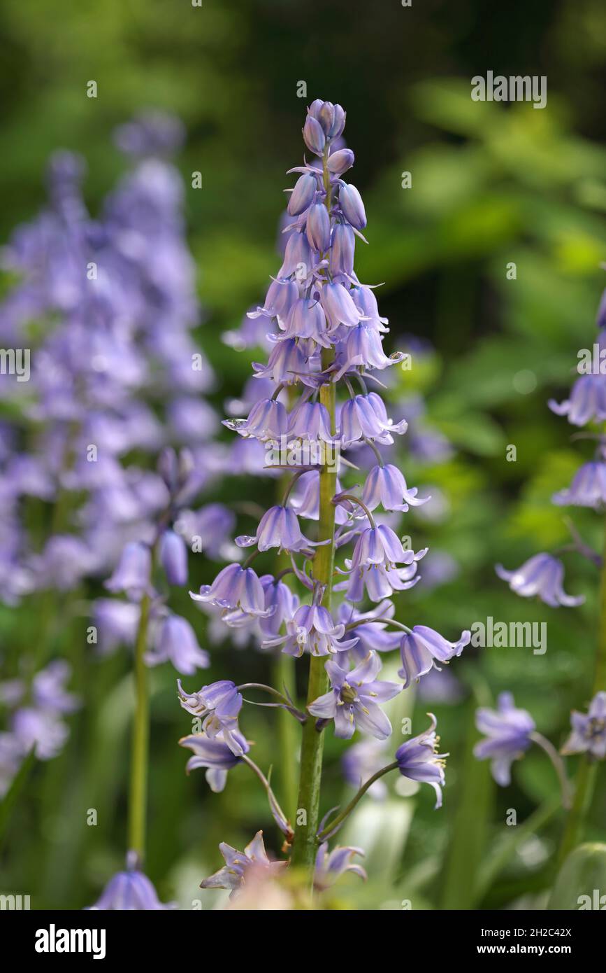 Hybride Bluebell (Hyacinthoides x massartiana, Hyacinthoides x variabilis, Hyacinthoides hispanica x Hyacinthoides non-scripta), blühende Stockfoto