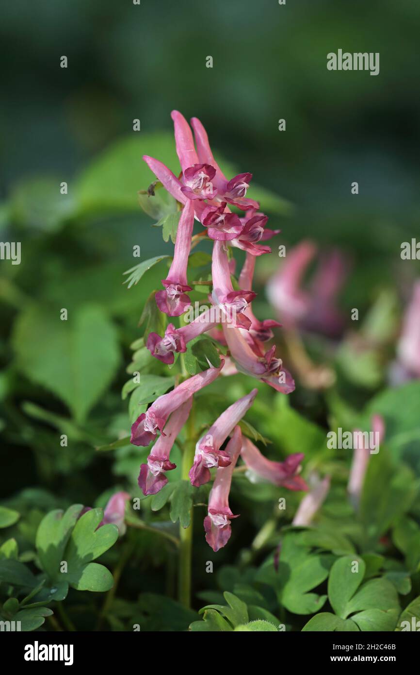 Fumewort (Corydalis solida, Corydalis bulbosa, Fumaria bulbosa), Blütenstand, Niederlande, Frisia, Raerd Stockfoto