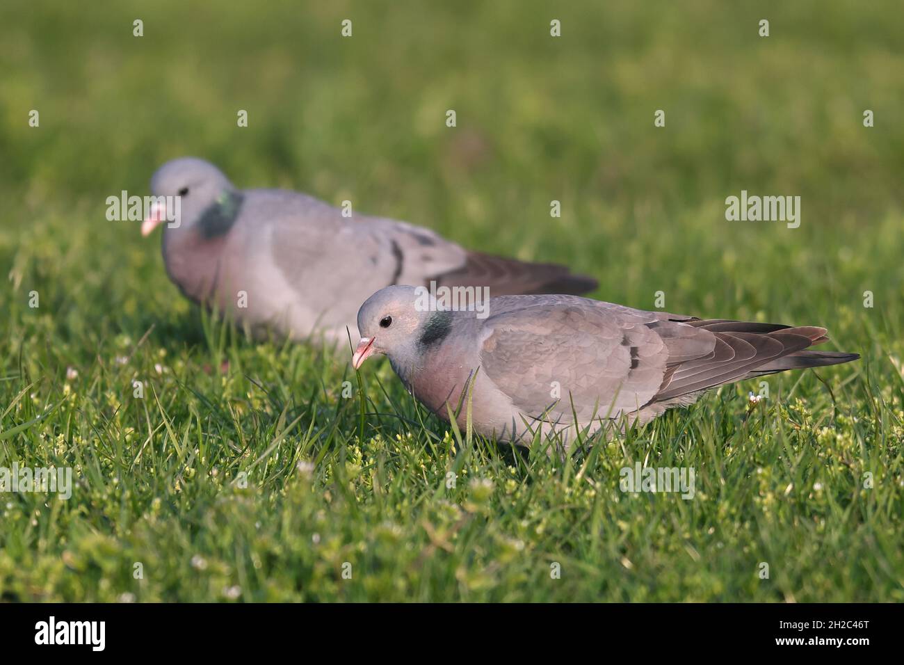 Stocktaube (Columba oenas), Paar auf einer Wiese, Niederlande, Friesland Stockfoto