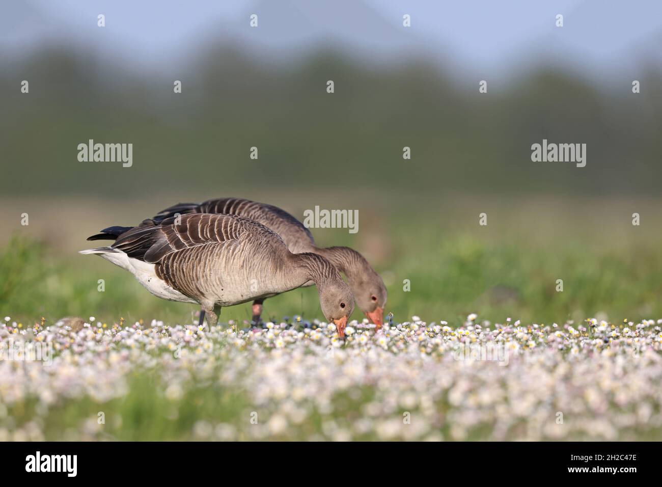 Graugans (Anser anser), Fütterung auf einer blühenden Wiese, Seitenansicht, Niederlande, Friesland, Nationalpark Lauwersmeer Stockfoto