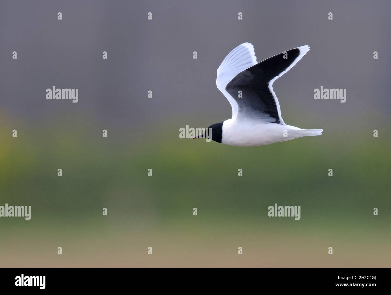 Kleine Möwe (Hydrocoloeus minutus, Larus minutus), im Brutgefieder fliegend, Niederlande, Nord-Niederlande, Callantsoog Stockfoto