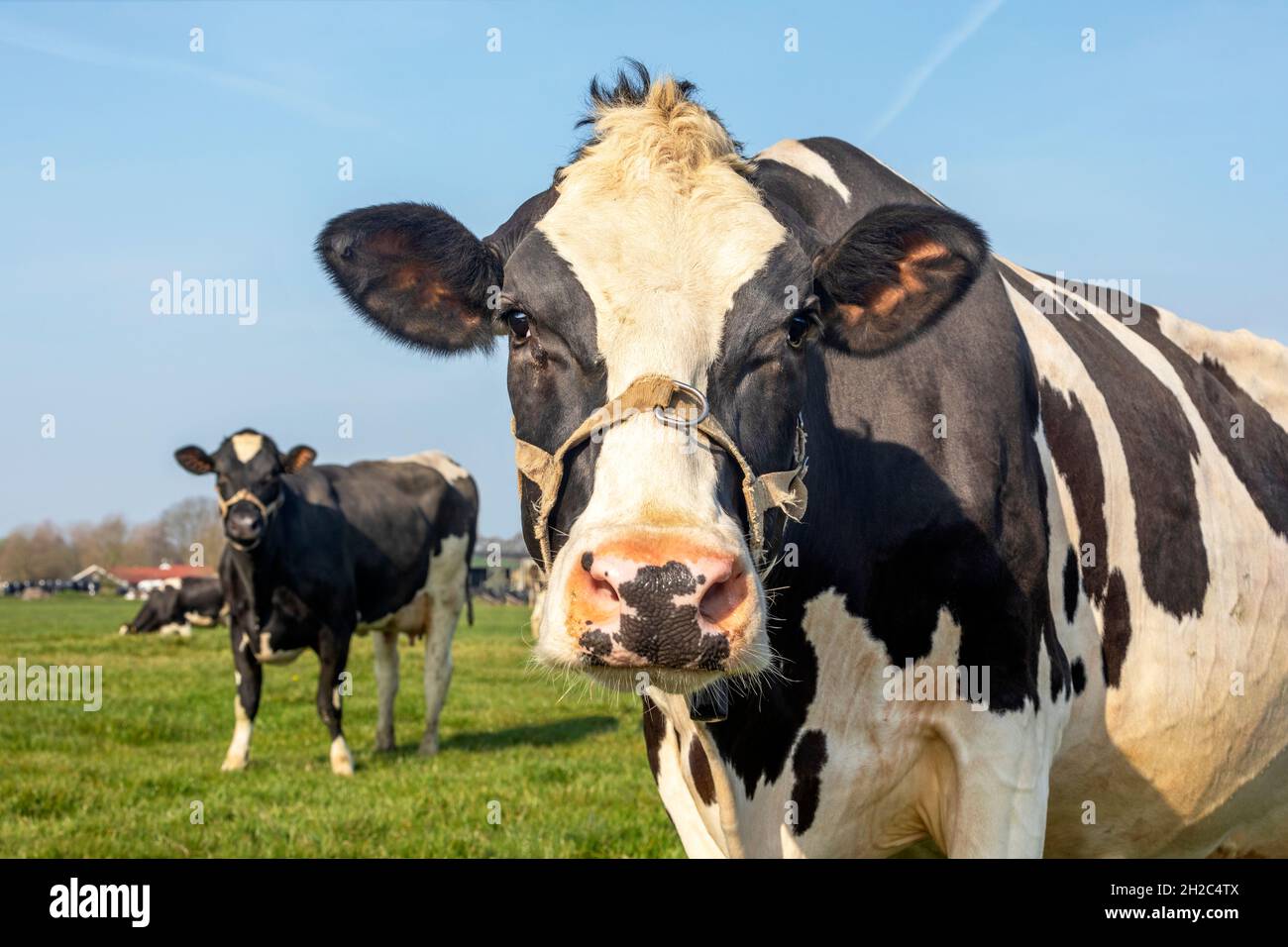 Kuh-Nosy entgegenkommend und nähert sich der Kamera, Seil um Schnauze, freundlichen Ausdruck Stockfoto