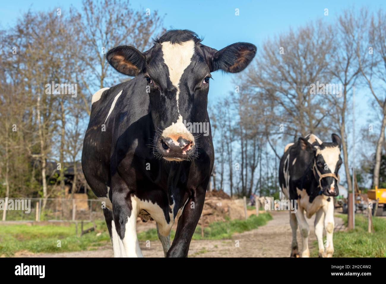 Kühe nähern sich, gehen im Sommer auf einem Pfad auf einer Weide unter blauem Himmel Stockfoto