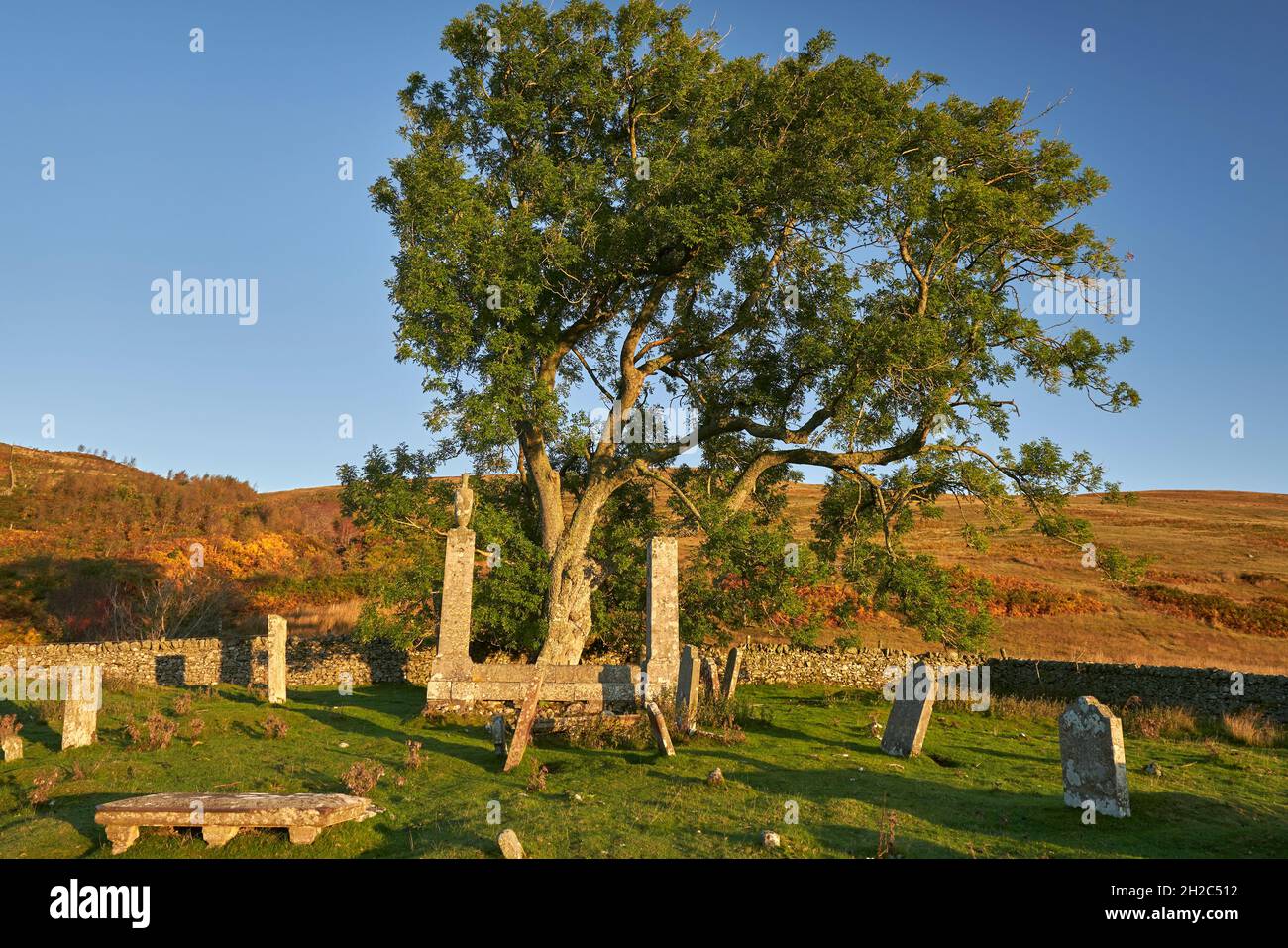 Am frühen Morgen wird auf einer alten Esche in St. Mary's Kirkyard am St. Mary's Loch Licht gespielt. Favoriten Woodland Trust Baum des Jahres 2021. Stockfoto