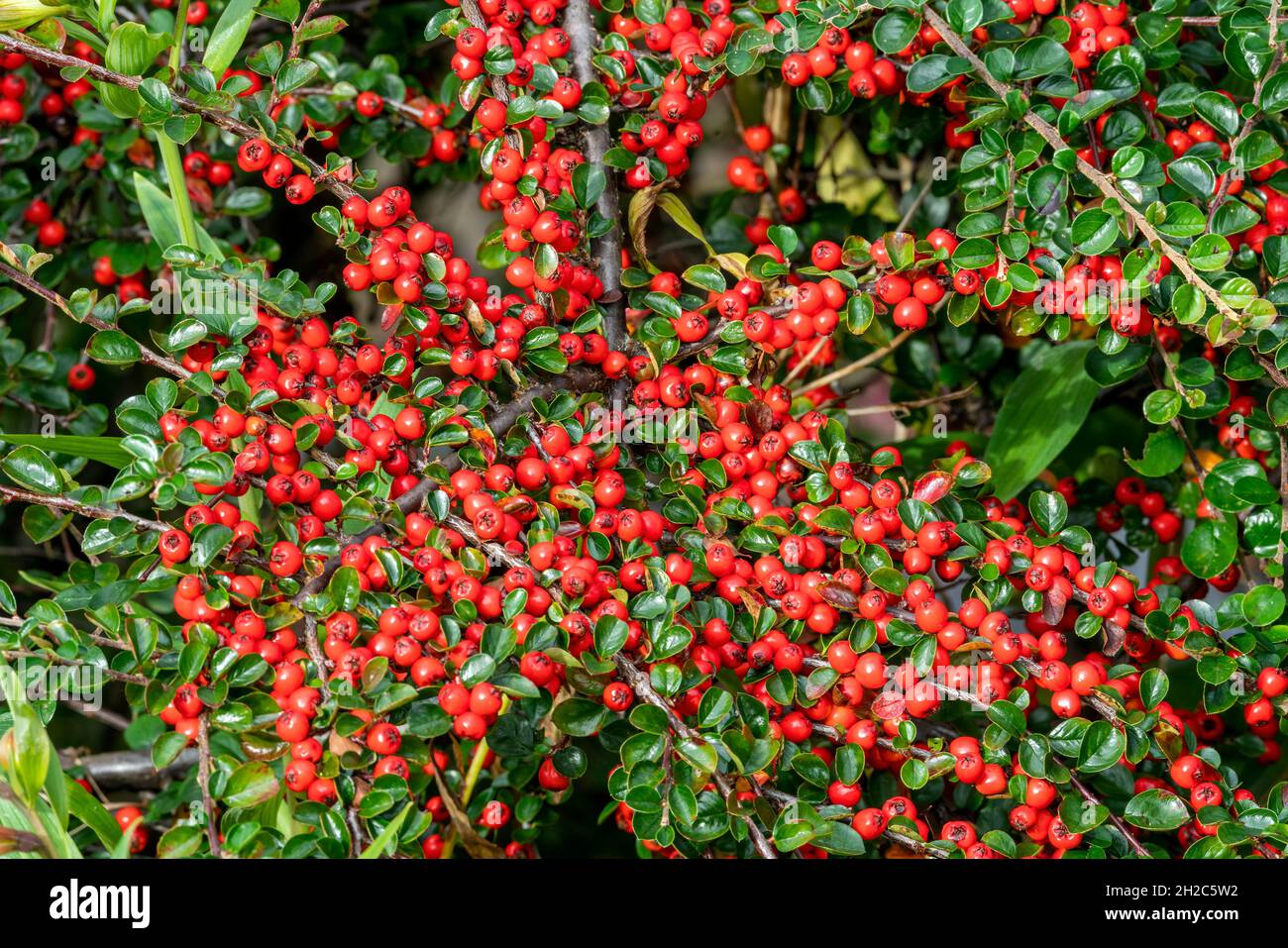 Cotoneaster horizontalis a spring zwerg spreizung Strauch Hedging plant with Red Berries and blättrig in the herbsting Fall, Stock photo image Stockfoto